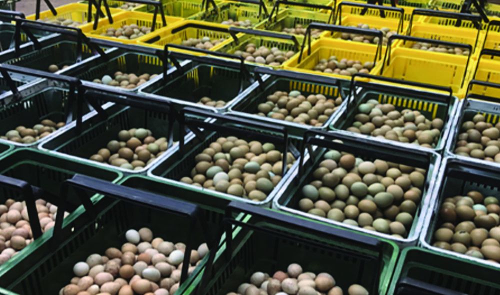 Heart of England Farms - Christmas Fayre